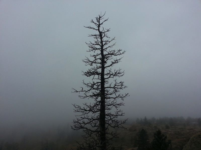 Lone_Tree.jpg